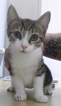 Laney -  Domestic Short Hair Cat for Adoption in Dayton, Minnesota - Laney | PetCurious