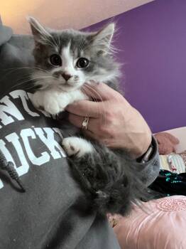 Rescue Domestic Short Hair Cats for Adoption in Morgantown, Kentucky - Mason Kitten 3 | PetCurious