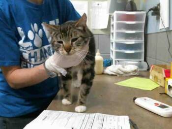 NYMPHADORA TONKS -  Domestic Short Hair Cat for Adoption in Omaha, Nebraska - NYMPHADORA TONKS | PetCurious