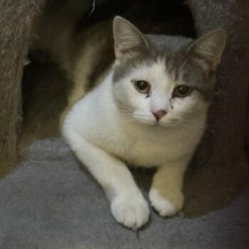 MAGIC -  Domestic Short Hair Cat for Adoption in Lake Ozark, Missouri - MAGIC | PetCurious