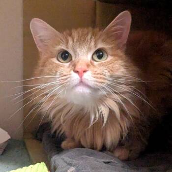 Domestic Long Hair Cats Available for Adoption in Providence, Rhode Island - Miss Garfield | PetCurious