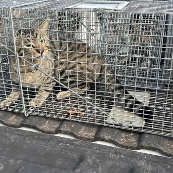 Domestic Short Hair Cats Available for Adoption - Cat | PetCurious