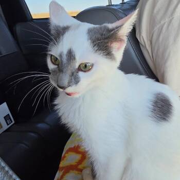 Euna -  Domestic Short Hair Cat for Adoption in Mundelein, Illinois - Euna | PetCurious