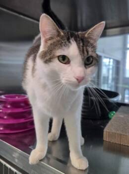 Domestic Short Hair Cats Available for Adoption in Wellington, Kansas - Scooter | PetCurious
