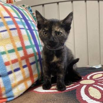 Rescue Domestic Short Hair Cats for Adoption in Long Beach, California - Pip | PetCurious