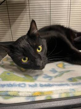 Zorro and Nami -  Bombay and Domestic Short Hair Cat for Adoption in Walnut Creek, California - Zorro And Nami | PetCurious