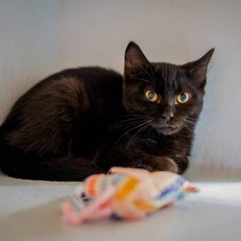 JillyBean (very shy) -  Domestic Short Hair Cat for Adoption in Hanson, Massachusetts - JillyBean (very Shy) | PetCurious