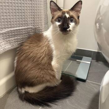 Rescue Snowshoe Cats for Adoption in East Brunswick, New Jersey - Arabella | PetCurious
