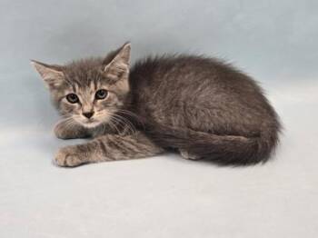 Pluto -  Domestic Short Hair Cat for Adoption in Minneapolis, Minnesota - Pluto | PetCurious
