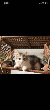 Domestic Medium Hair and Domestic Short Hair Cats Available for Adoption in Gainesville, Florida - Sammie | PetCurious