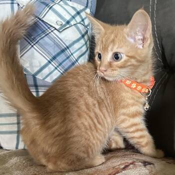 Domestic Medium Hair Cats Available for Adoption in Lancaster, Ohio - Ralphie | PetCurious