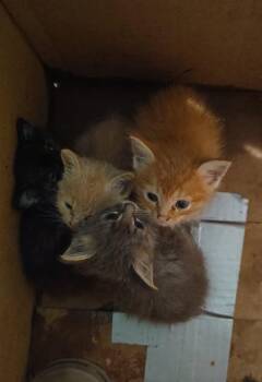Fluffy -  Tabby Cat for Adoption in San Antonio, Texas - Fluffy | PetCurious