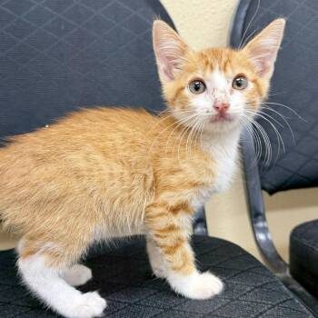 Wiley -  Domestic Short Hair Cat for Adoption in Austin, Texas - Wiley | PetCurious