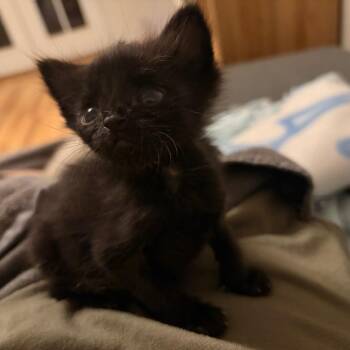 Dusty -  Domestic Short Hair Cat for Adoption in Kansas City, Missouri - Dusty | PetCurious