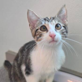 Melissa -  American Bobtail and Domestic Short Hair Cat for Adoption in Brownsboro, Alabama - Melissa | PetCurious