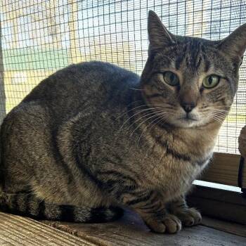 Domestic Short Hair Cats Available for Adoption in Concord, New Hampshire - Mother Goose | PetCurious