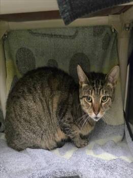 BEAN -  Domestic Short Hair Cat for Adoption in Derwood, Maryland - BEAN | PetCurious