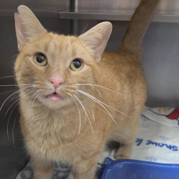 Dubstep -  Domestic Short Hair Cat for Adoption in Plover, Wisconsin - Dubstep | PetCurious