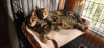 Artie & Lance (bonded brothers) -  Tabby and Tiger Cat for Adoption in Killingly, Connecticut - Artie & Lance (bonded Brothers) | PetCurious