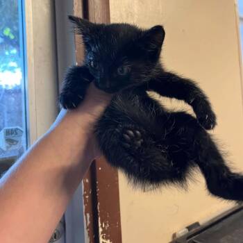 Mink -  Domestic Short Hair Cat for Adoption in Stephenville, Texas - Mink | PetCurious