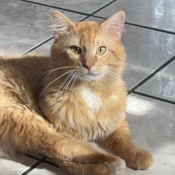 Butters - Home to Home -  Maine Coon Cat for Adoption in South Elgin, Illinois - Butters - Home To Home | PetCurious
