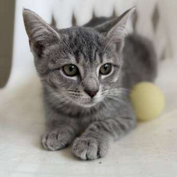 Hot Grill Summer -  Domestic Short Hair Cat for Adoption in Gloucester, Virginia - Hot Grill Summer | PetCurious