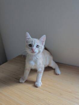 Swirl -  Domestic Short Hair Cat for Adoption in Chandler, Arizona - Swirl | PetCurious