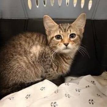 Mr. Mistoffelees -  Domestic Short Hair Cat for Adoption in Lynchburg, Virginia - Mr. Mistoffelees | PetCurious