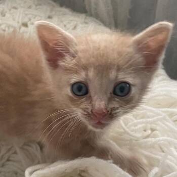 Doc -  Domestic Short Hair Cat for Adoption in Chattanooga, Tennessee - Doc | PetCurious