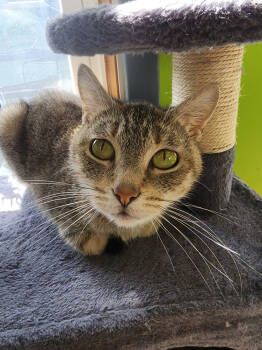 Rescue Tabby Cats for Adoption in Evansville, Indiana - Kendra | PetCurious