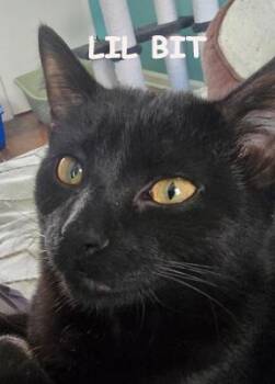 Rescue Domestic Short Hair Cats for Adoption - Lil Bit 0825 | PetCurious