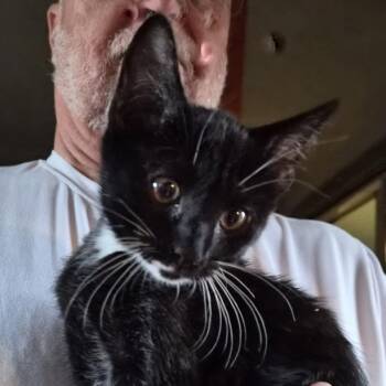 Mitch -  Domestic Short Hair Cat for Adoption in Prescott, Arizona - Mitch | PetCurious