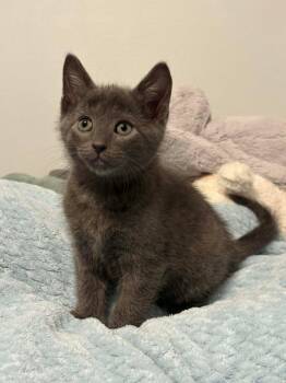Domestic Short Hair Cats Available for Adoption - Yappers | PetCurious