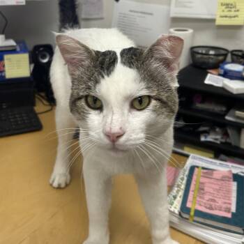 Rescue Domestic Short Hair Cats for Adoption in Los Altos, California - Sebastian | PetCurious