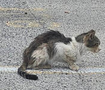 Domestic Short Hair Cats Available for Adoption - BUDDY | PetCurious
