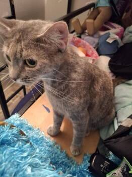 Domestic Short Hair Cats Available for Adoption in Liverpool, Texas - Lilly | PetCurious