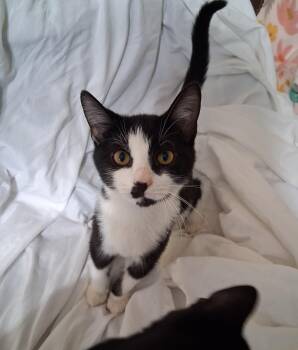 Rescue Tuxedo Cats for Adoption in Inez, Kentucky - Clooney | PetCurious