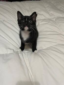 Mr. Gatsby -  Domestic Short Hair Cat for Adoption in San Antonio, Texas - Mr. Gatsby | PetCurious
