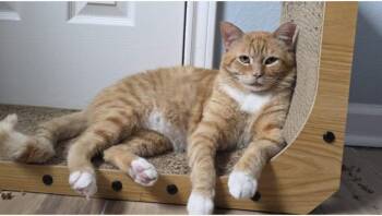 Rescue Tabby Cats for Adoption in Houston, Texas - Helo | PetCurious