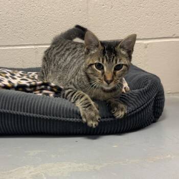 Belarus -  Domestic Short Hair Cat for Adoption in Friendswood, Texas - Belarus | PetCurious