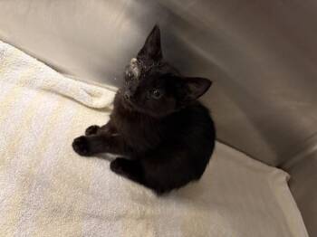LELA -  Domestic Short Hair Cat for Adoption in Ontario, California - LELA | PetCurious