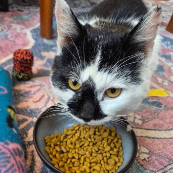 Domestic Short Hair Cats Available for Adoption - Bluemer  | PetCurious