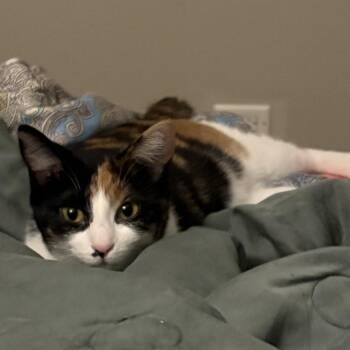 Rescue Domestic Short Hair Cats for Adoption in Chicago, Illinois - Sophie | PetCurious