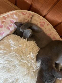 Russian Blue and Domestic Short Hair Cats Available for Adoption in Phoenix, Arizona - Tank | PetCurious