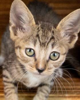 Domestic Short Hair and Tabby Cats Available for Adoption in Kennesaw, Georgia - Tide | PetCurious