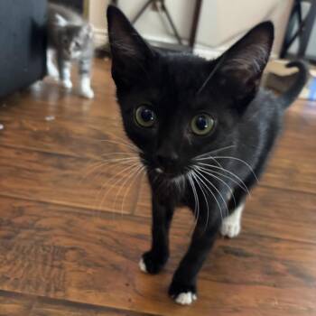 Chime -  Domestic Short Hair Cat for Adoption in Westminster, California - Chime | PetCurious