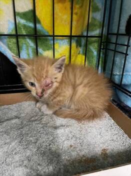 A047588 -  Domestic Short Hair Cat for Adoption in Tracy, California - A047588 | PetCurious