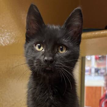 Domestic Short Hair Cats Available for Adoption in Sonora, California - Choco | PetCurious