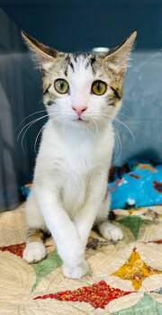 Rescue Domestic Short Hair Cats for Adoption in Port Allen, Louisiana - Courage | PetCurious