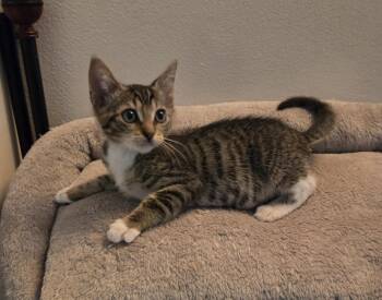 Brady -  Domestic Short Hair Cat for Adoption in Sunrise, Florida - Brady | PetCurious